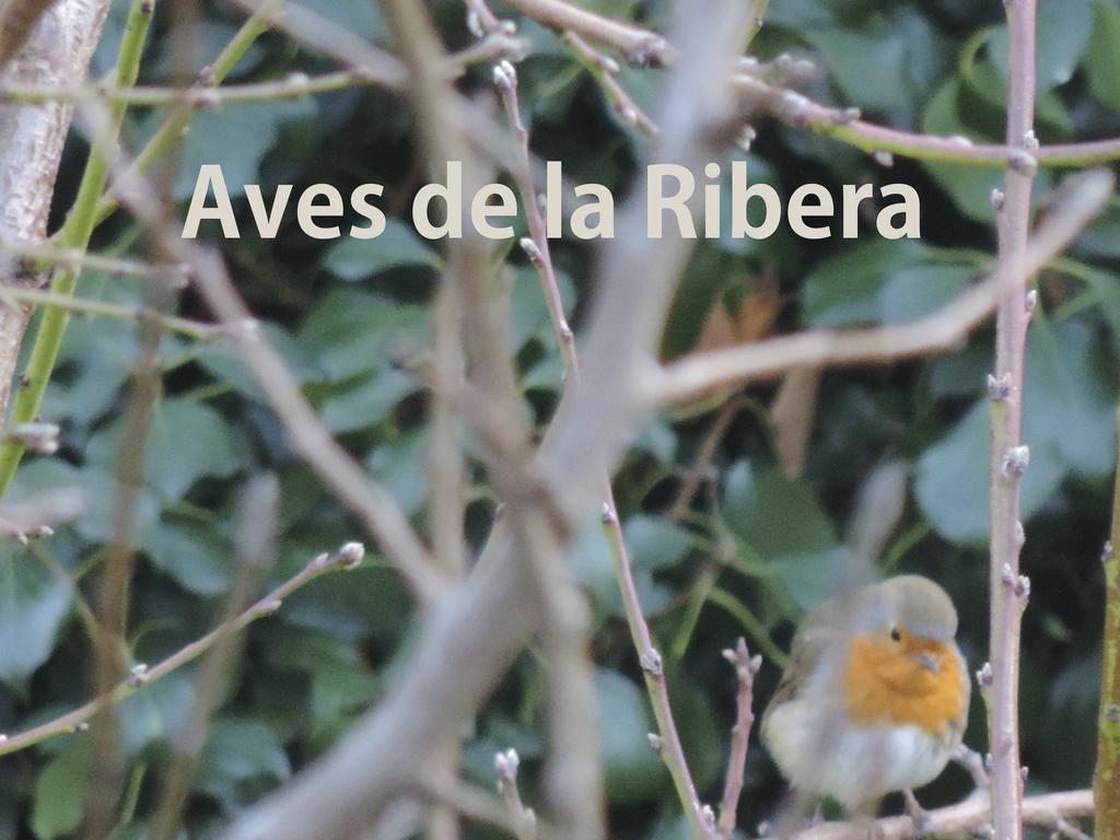 منزل الضيف Embid de la Ribera  في El Retiro De Isabel المظهر الخارجي الصورة